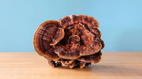 Reishi para una piel más guapa