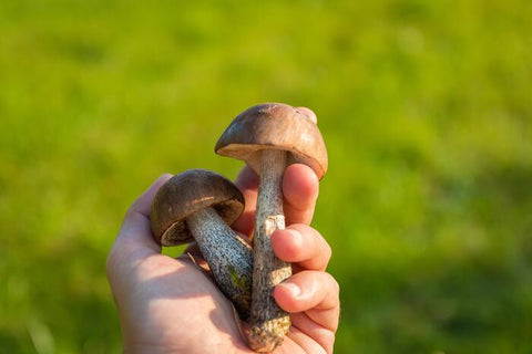¿Realmente puedo obtener Vitamina D de los hongos?