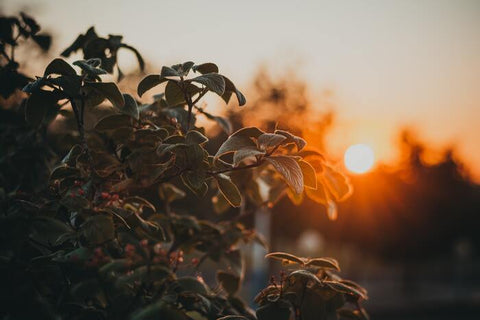 Despierta tu energía vital a través del Ciclo Qi