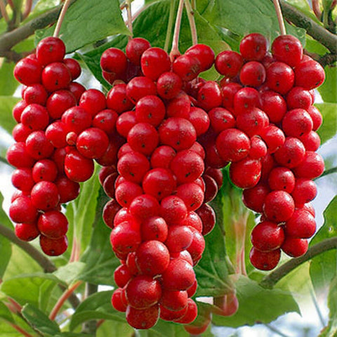 Schisandra: la baya con superpoderes