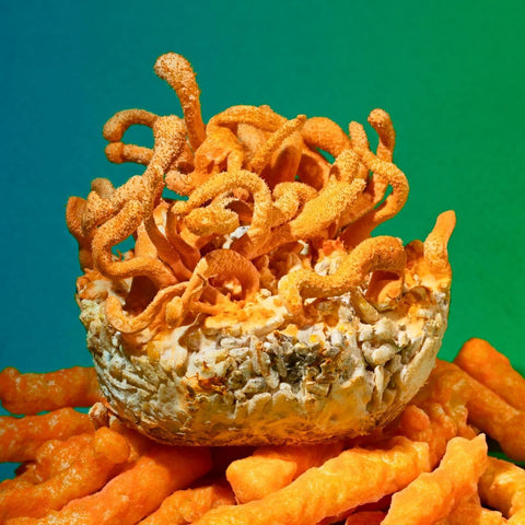 Cordyceps: el hongo que prolonga la vida