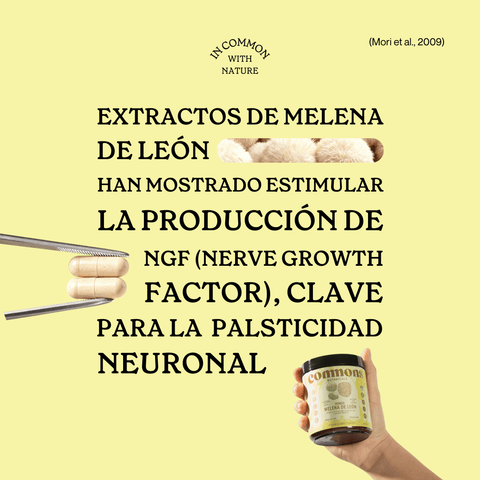 Melena de león Extracto
