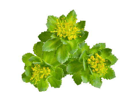 Rhodiola Extracto