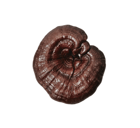 Reishi Extracto