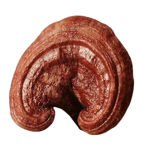Reishi · Ganoderma lucidum