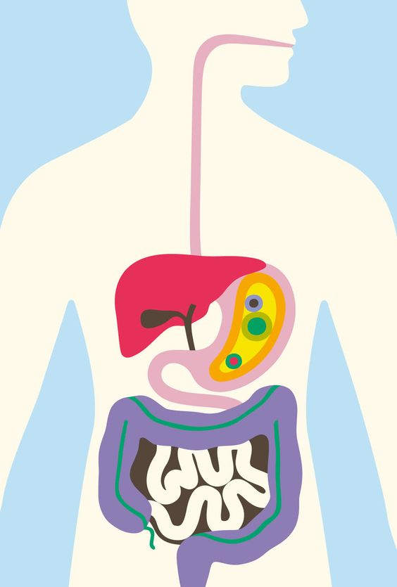 ¿Por qué es importante la integridad de la barrera intestinal?