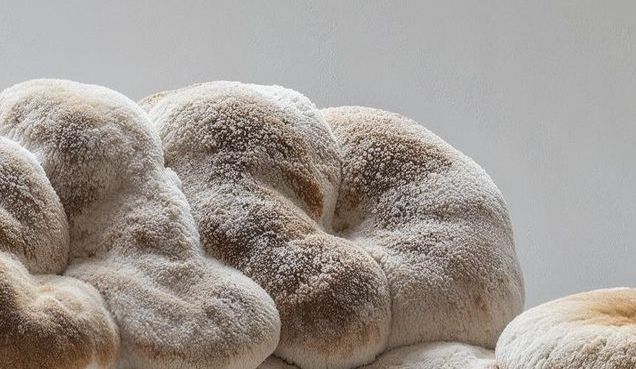 hongo melena de león para que sirve