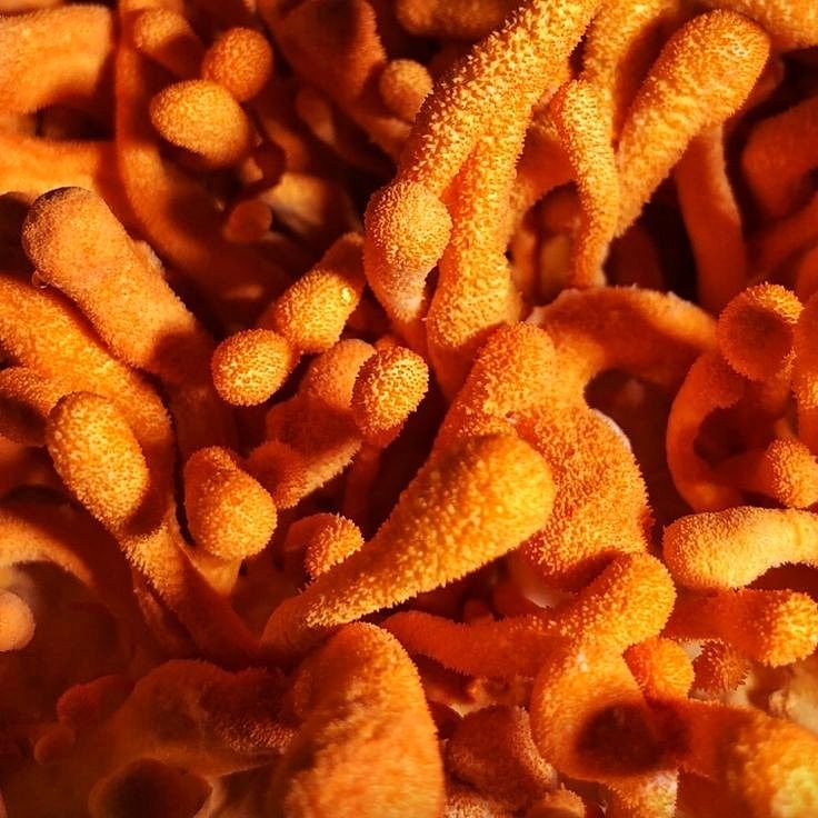 CORDYCEPS MUSHROOM