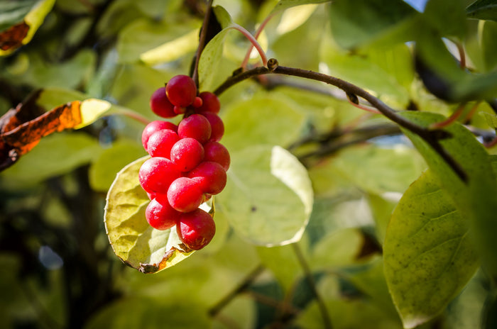 Schisandra: baya de cinco sabores