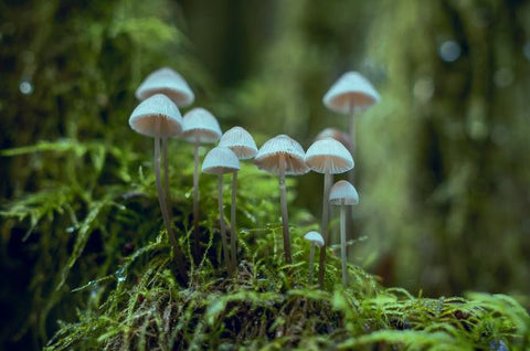 Conoce la vida de un hongo