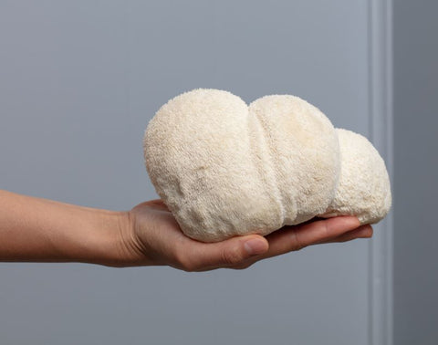 Preguntas frecuentes de hongo Melena de León