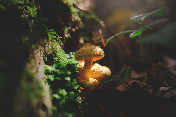 Agaricus Blazei aka Hongo del Sol