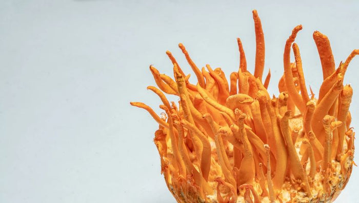 Cordyceps: Hongo de los deportistas