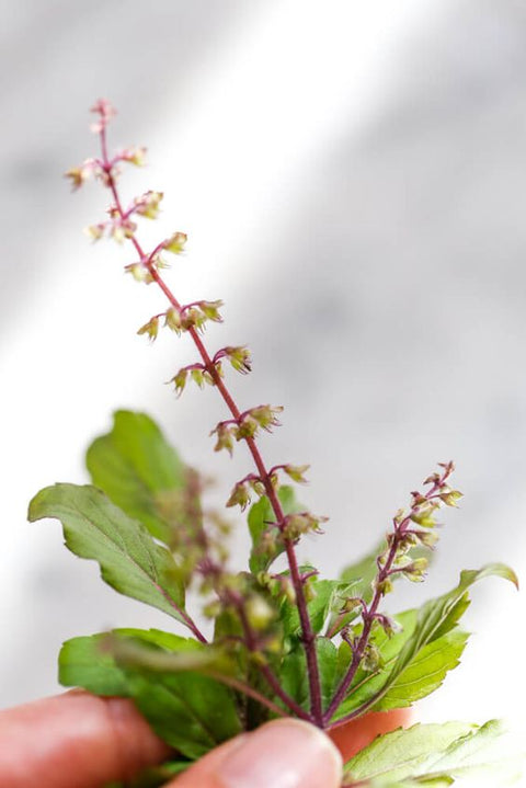 Tulsi: Hierba sagrada que armoniza mente, espíritu y cuerpo
