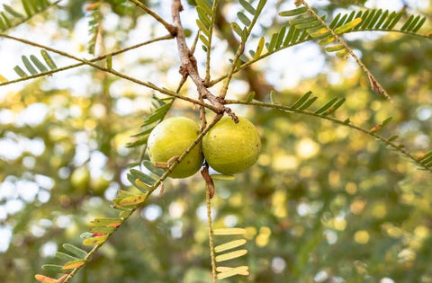 Amla: El elixir de la piel y la salud