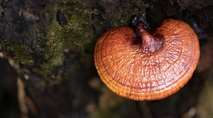 Reishi: Hongo de los 3 tesoros