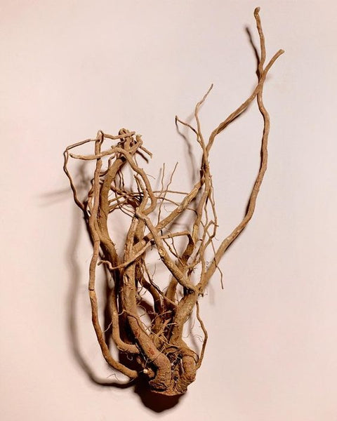 ashwagandha commons extracto estandarizado