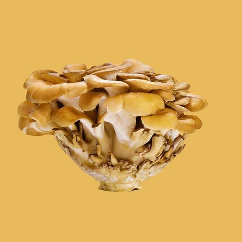 Maitake: Hongo bailarín