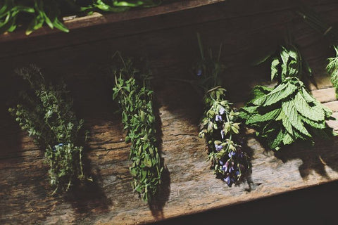 Plantas de protección