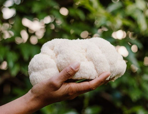 Melena de León: Hongo de la cognición