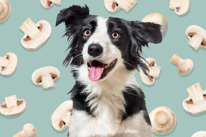 Hongos para tus perritos o gatitos