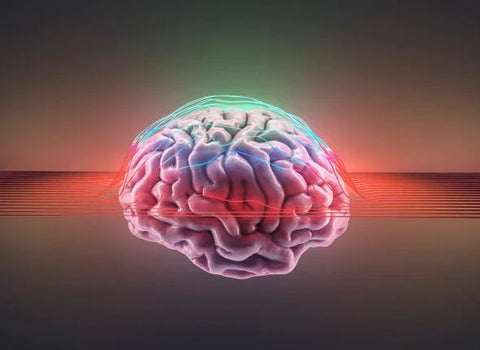 Neurogénesis: la renovación del cerebro