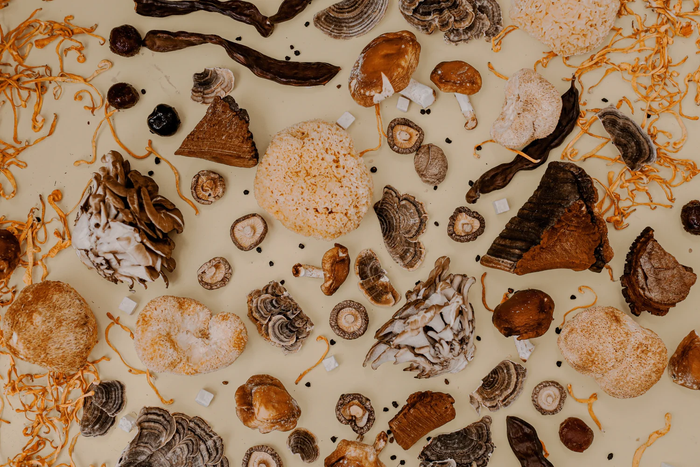 Mejores 6 hongos para la salud intestinal