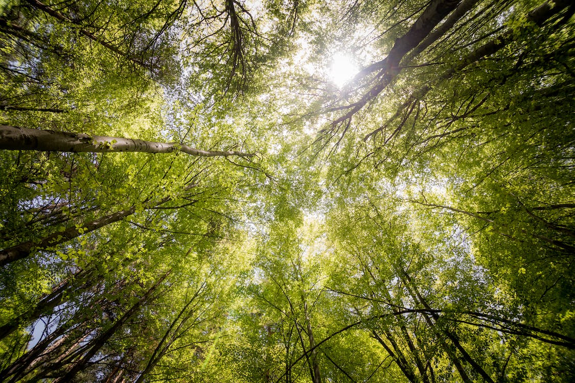¿Cómo conectar con la madre tierra?
