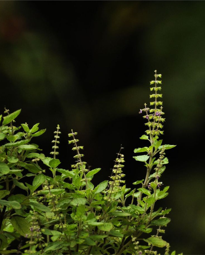 Tulsi, la hierba sagrada del Ayurveda que armoniza mente, espíritu y cuerpo.