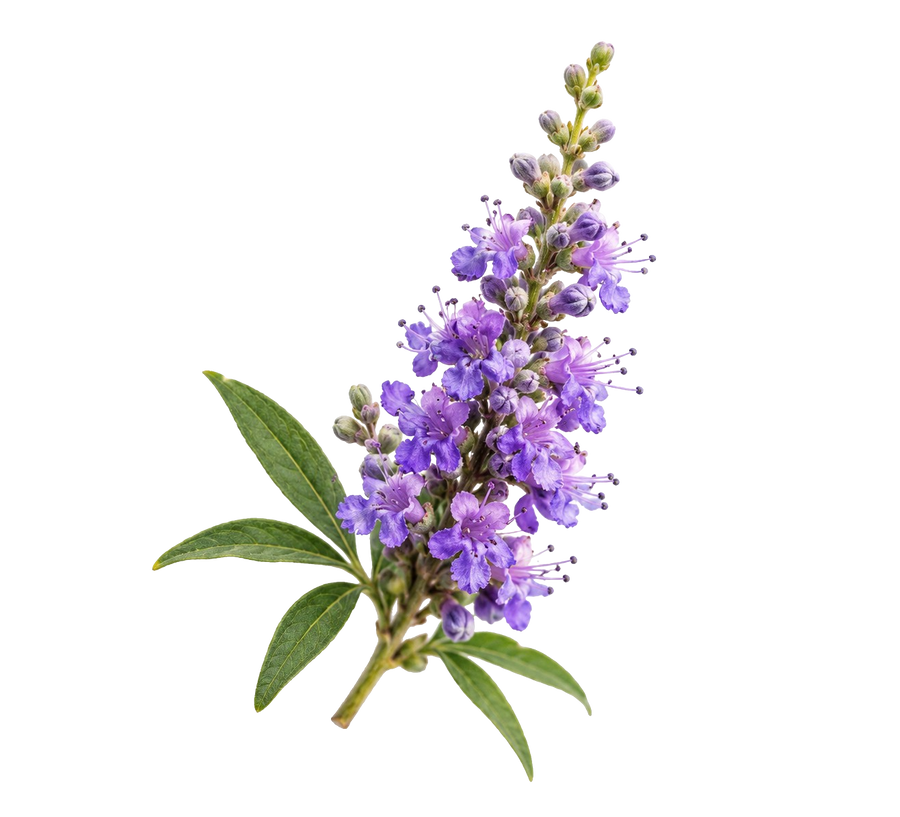Vitex Extracto
