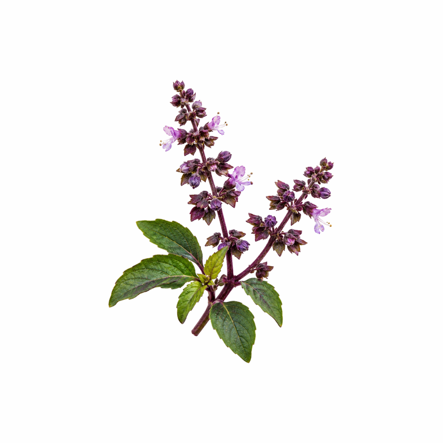 Tulsi Extracto (albahaca sagrada)