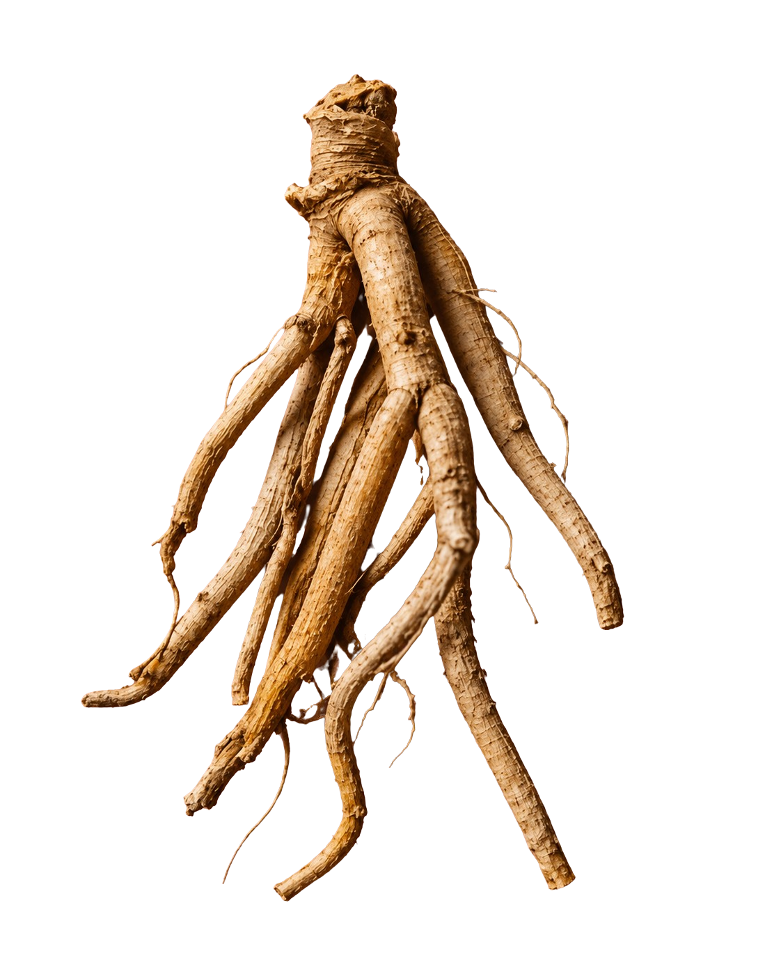 Ashwagandha 5%