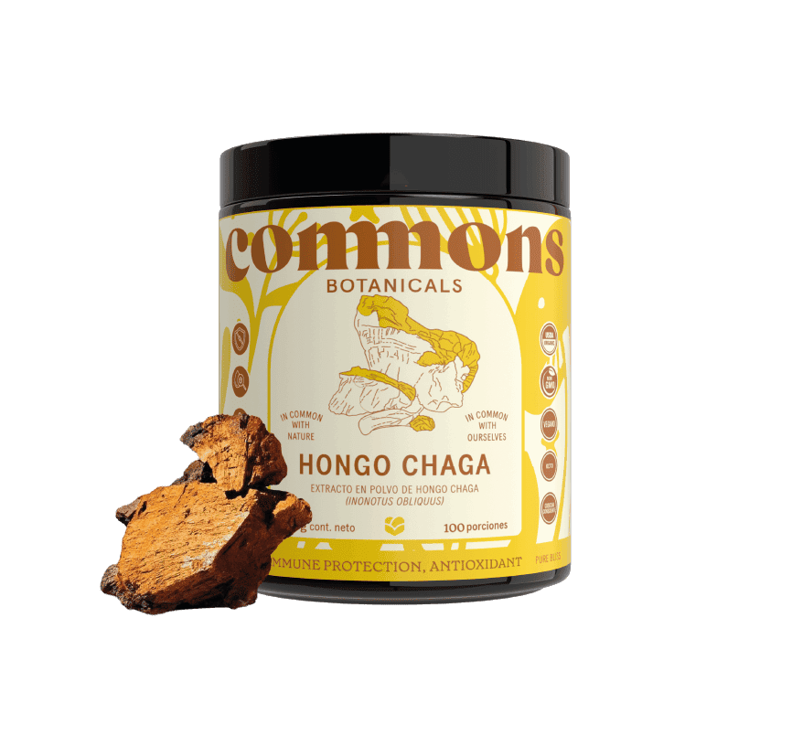 Chaga Extracto