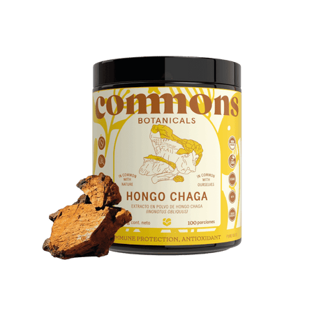 Chaga Extracto