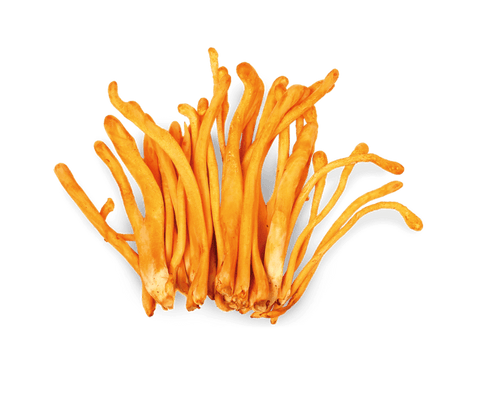 Cordyceps Extracto