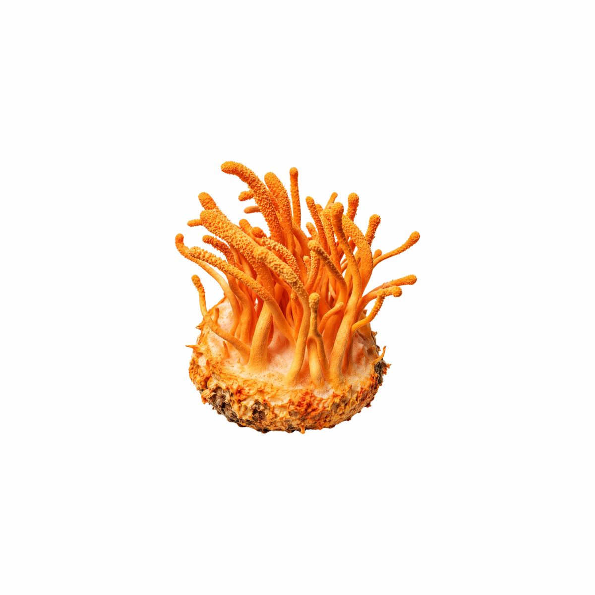 Cordyceps Extracto