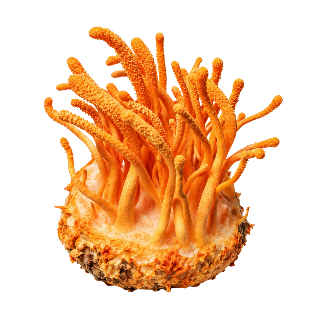 Cordyceps Extracto