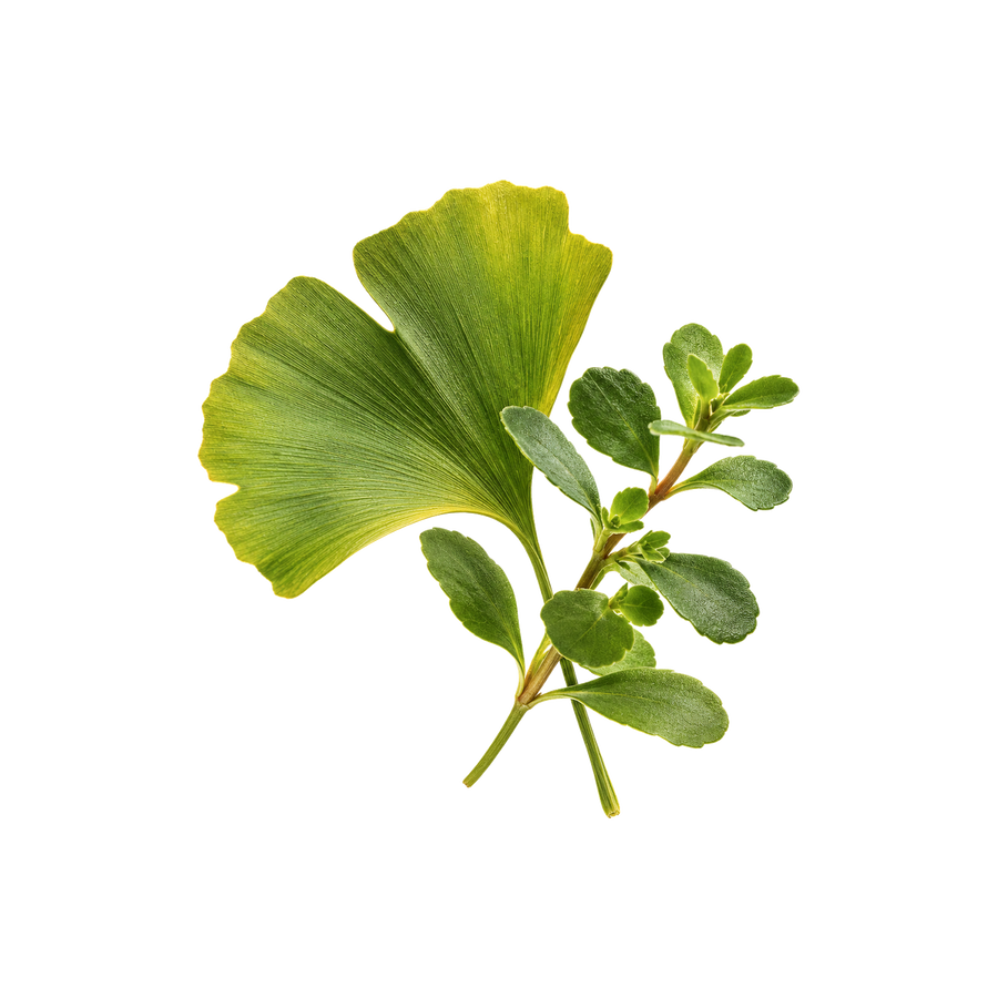 Gingko & Bacopa