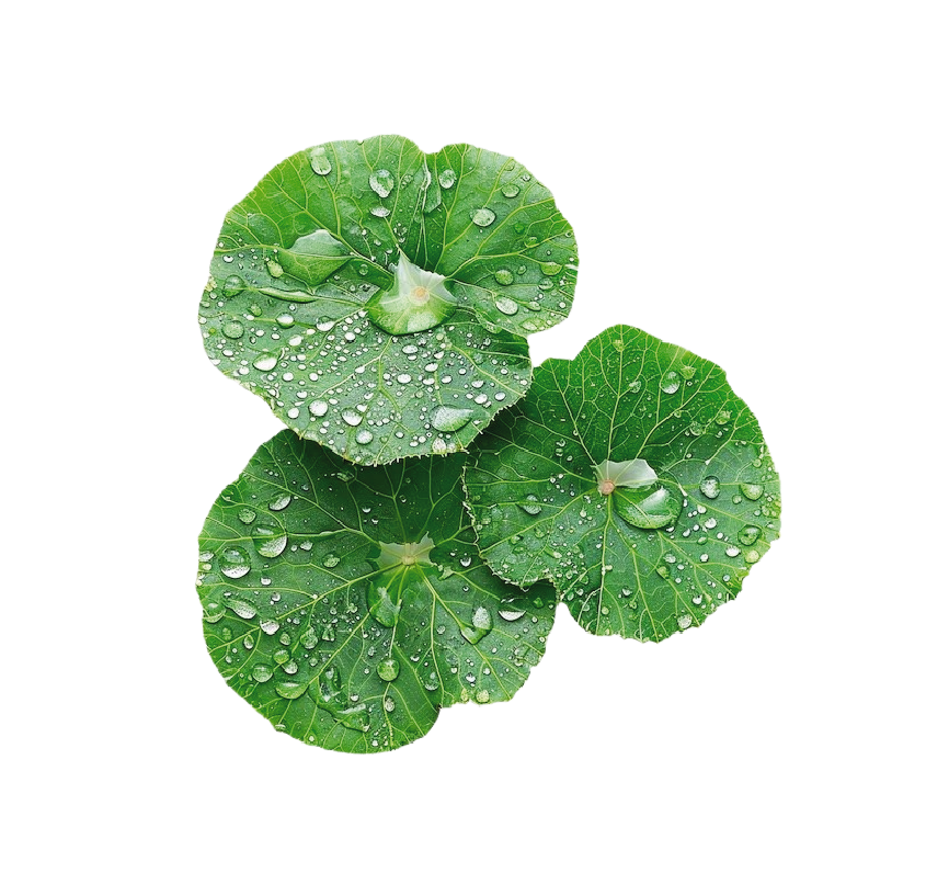 Gotu kola Extracto