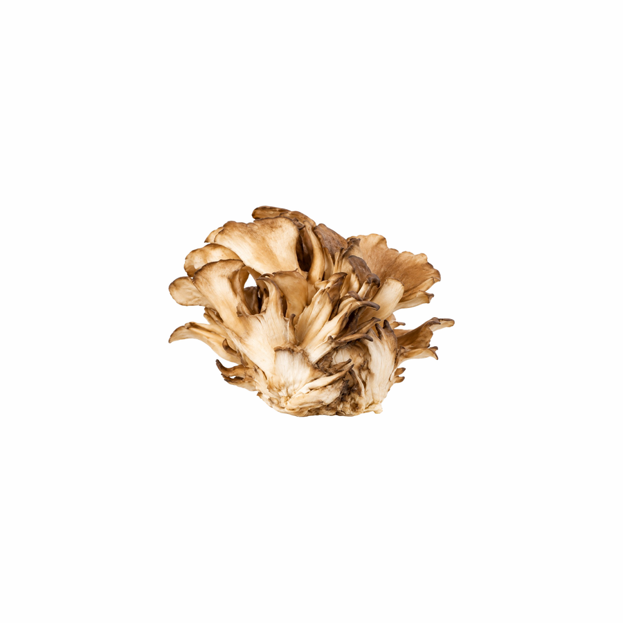 Maitake Extracto