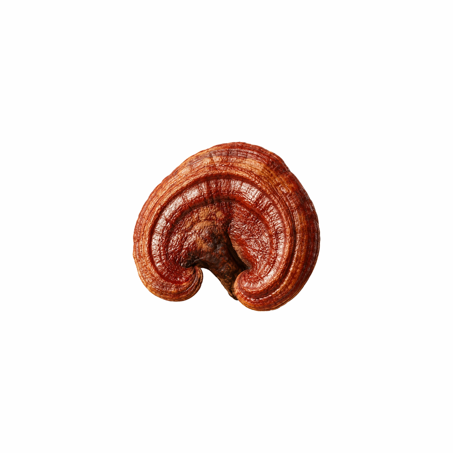 Reishi Orgánico Extracto