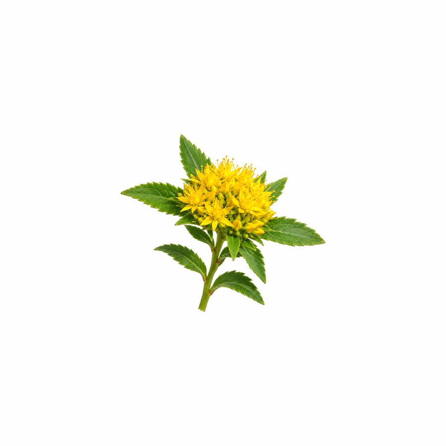Rhodiola Orgánico Extracto