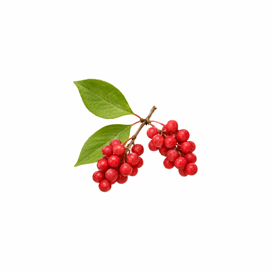 Schisandra Extracto