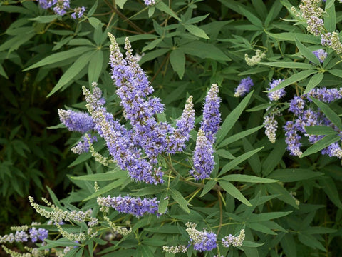 VITEX