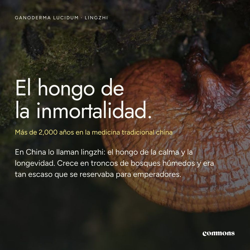 Reishi · imagen 5